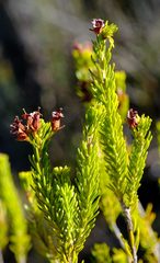 Erica parilis parilis