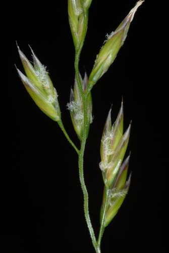 Lolium arundinaceum
