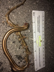 Ophisaurus attenuatus