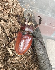 Trypoxylus dichotomus