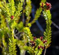 Erica parilis parilis
