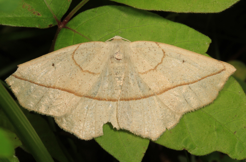 Confused Eusarca Moth