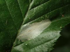 Phyllonorycter esperella