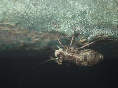 Mesopsocus immunis
