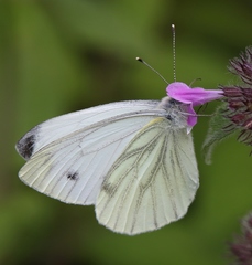 Pieris napi