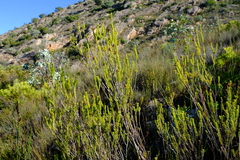 Erica parilis parilis