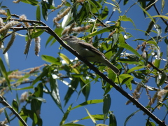 Vireo gilvus