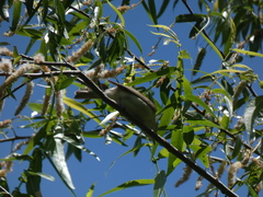 Vireo gilvus