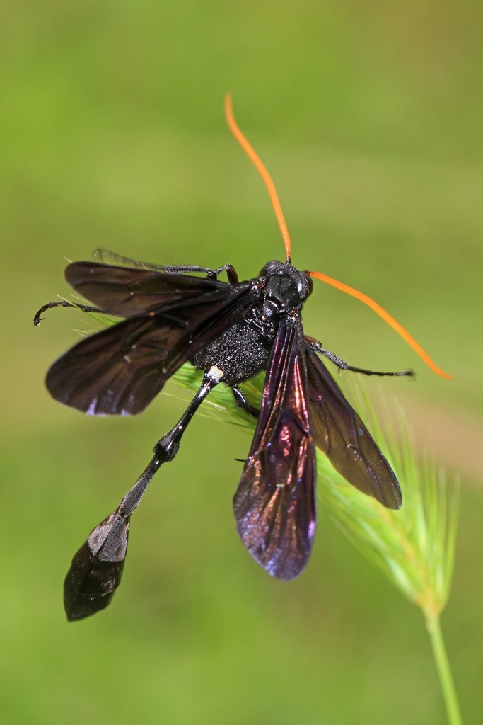 Thyreodon atricolor