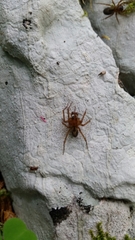 Amaurobius fenestralis