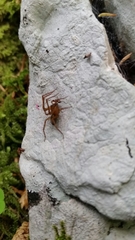 Amaurobius fenestralis