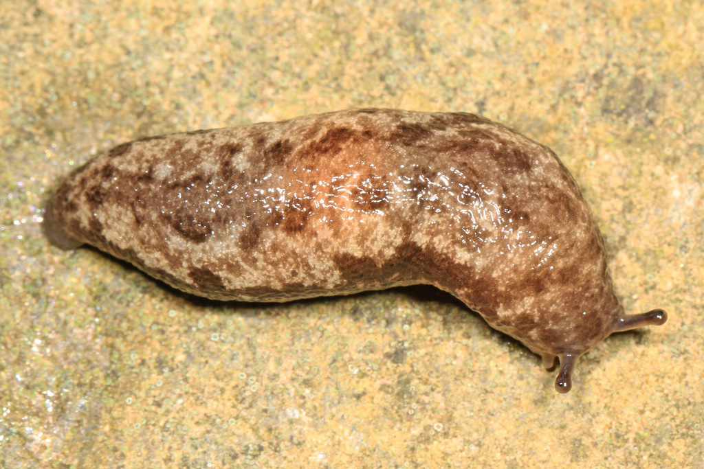 changeable mantleslug