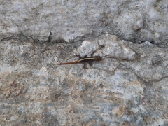Cnemaspis mysoriensis
