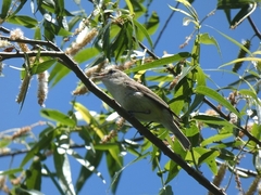 Vireo gilvus