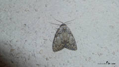 Meganola strigula