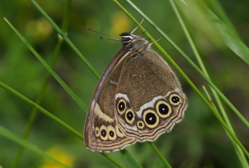 Woodland Brown