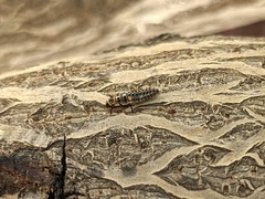 Hippodamia variegata