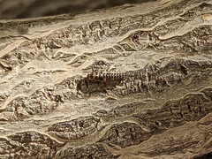 Hippodamia variegata