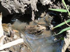 Lithobates neovolcanicus