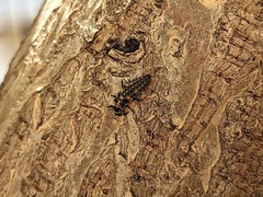 Hippodamia variegata