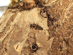 Hippodamia variegata