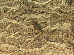 Hippodamia variegata