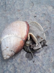 Megalobulimus oblongus
