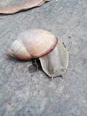 Megalobulimus oblongus