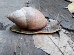 Megalobulimus oblongus