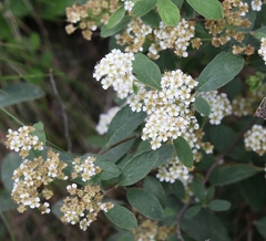 Spiraea decumbens