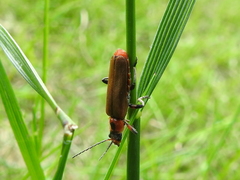 Cantharis quadripunctata