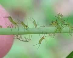 Uroleucon nigrotuberculatum