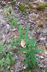 Uroleucon nigrotuberculatum