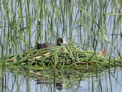 Fulica atra