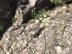 Seseli hippomarathrum