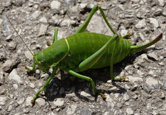 Polysarcus denticauda