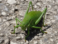 Polysarcus denticauda