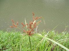 Cyperus dives
