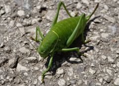 Polysarcus denticauda