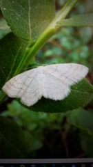 Scopula ternata