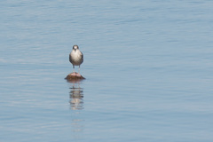 Larus argentatus