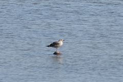 Larus argentatus