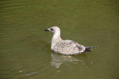 Larus argentatus