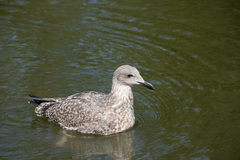 Larus argentatus