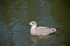 Larus argentatus