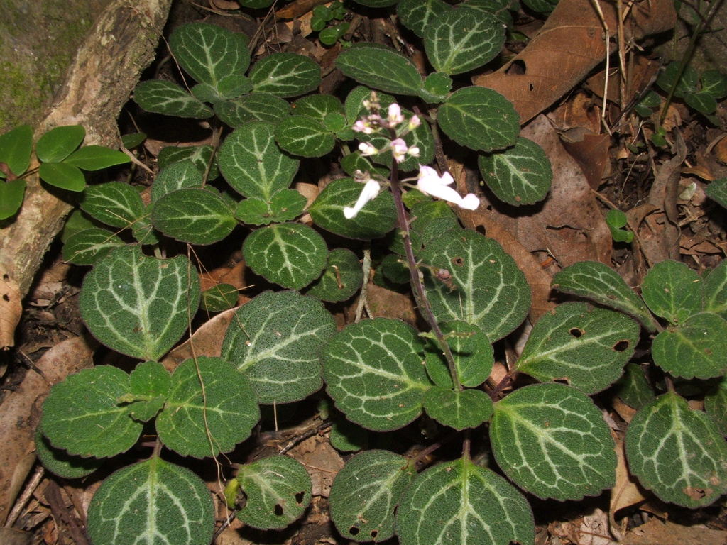Silvervein Spurflower