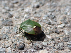 Chlorochroa juniperina