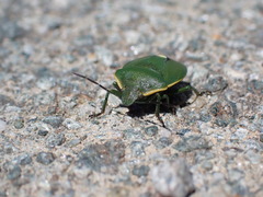 Chlorochroa juniperina