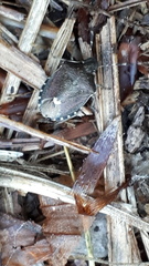 Holcostethus sphacelatus