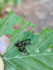 Furia ithacensis